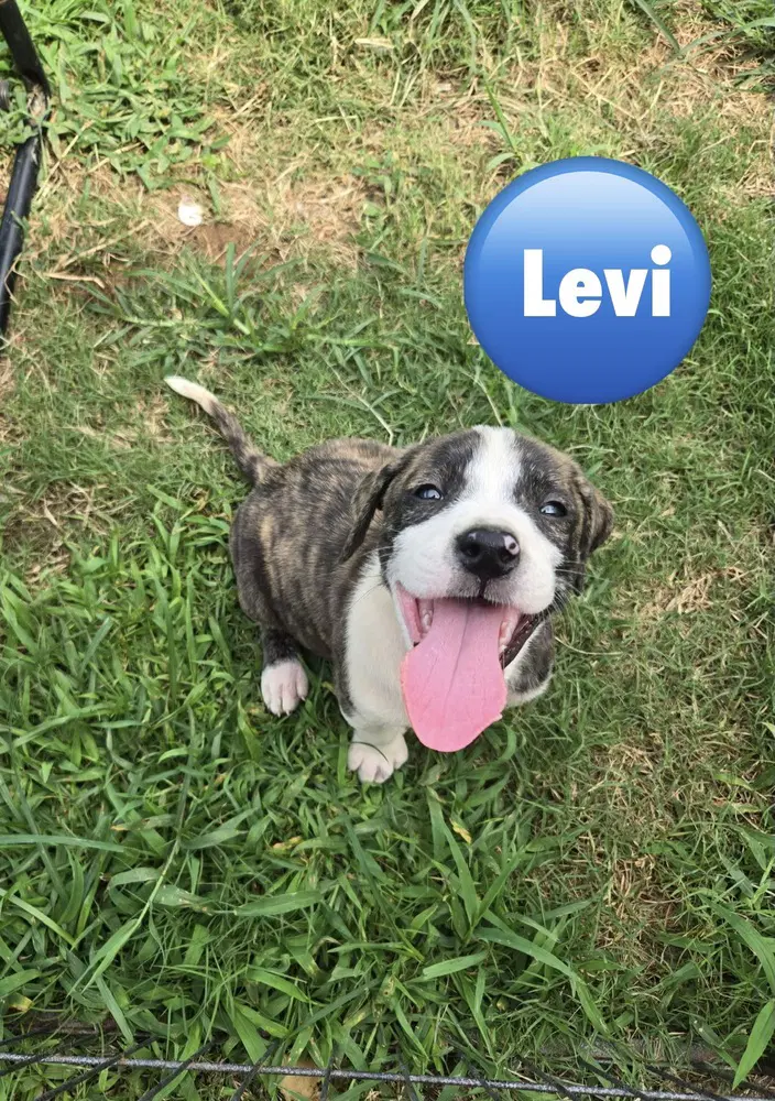Levi 'bama Bunch - Pit Bull Terrier