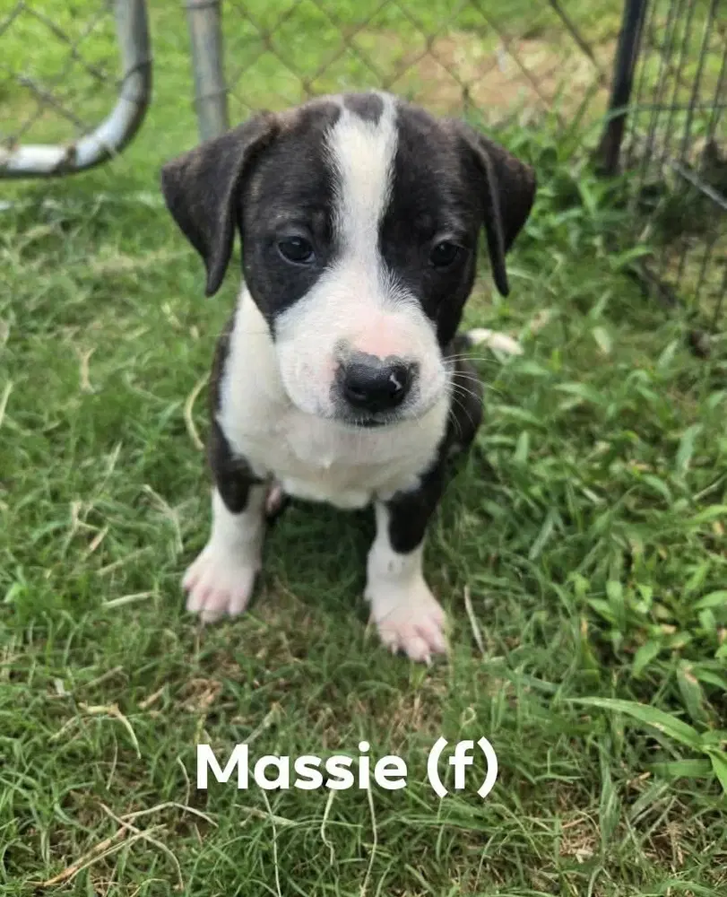 Massie 'bama Bunch - Pit Bull Terrier