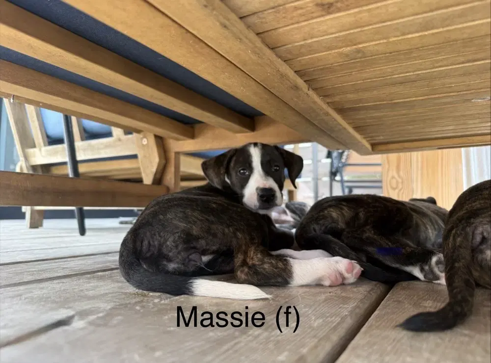 Massie 'bama Bunch - Pit Bull Terrier