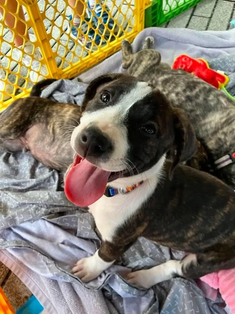 Massie 'bama Bunch - Pit Bull Terrier
