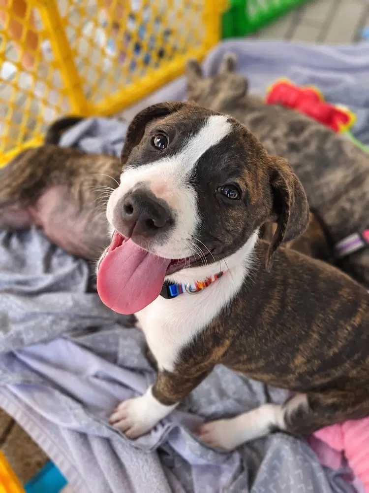 Massie 'bama Bunch - Pit Bull Terrier