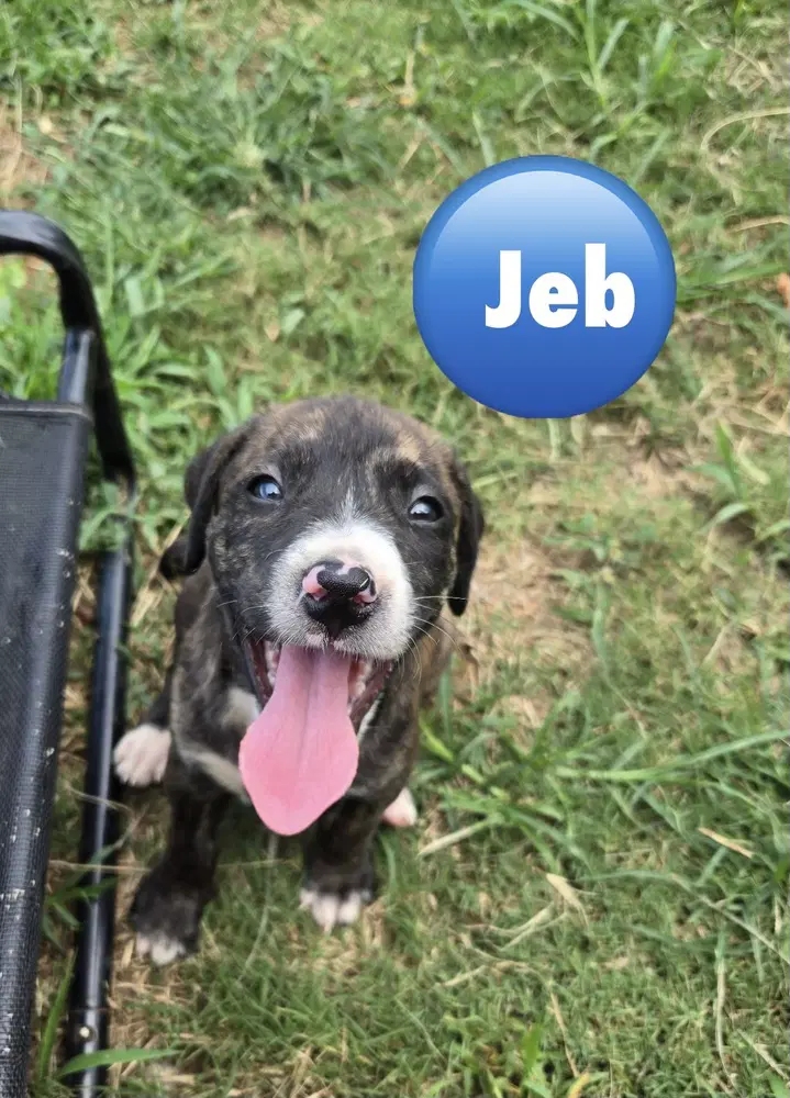 Jeb 'bama Bunch - Pit Bull Terrier