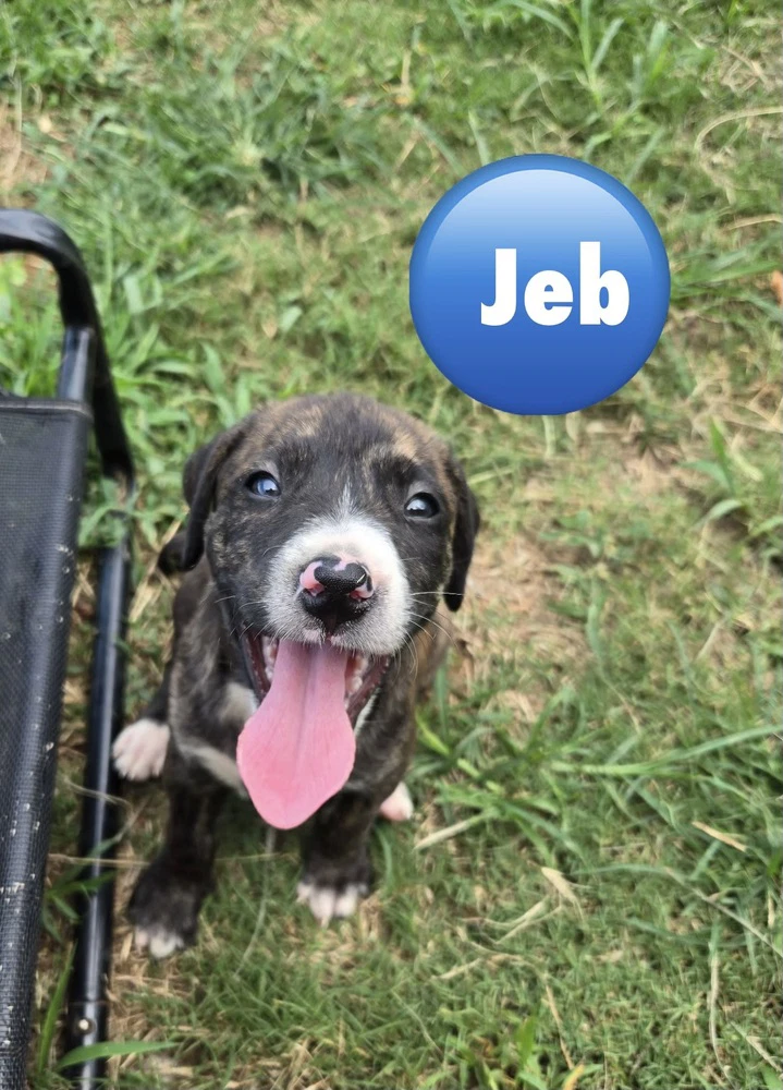 Jeb 'bama Bunch