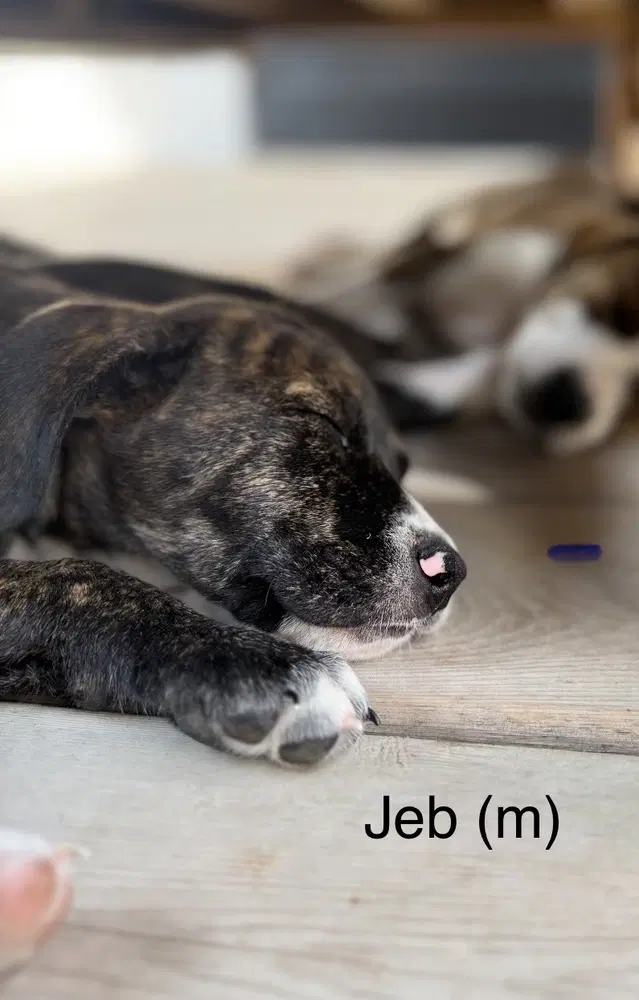 Jeb 'bama Bunch - Pit Bull Terrier