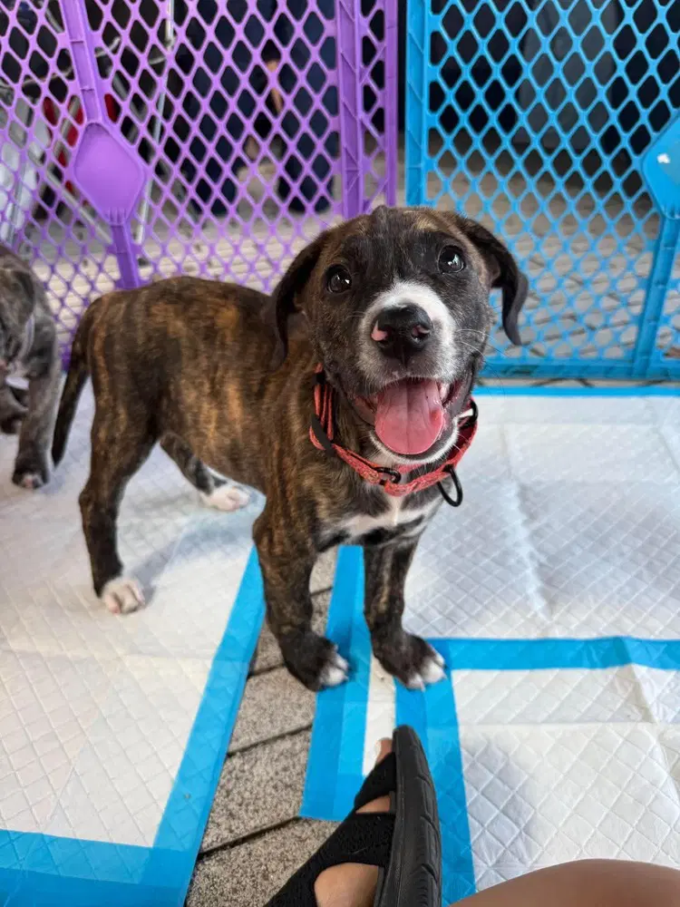Jeb 'bama Bunch - Pit Bull Terrier