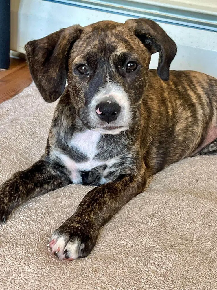 Jeb 'bama Bunch - Pit Bull Terrier