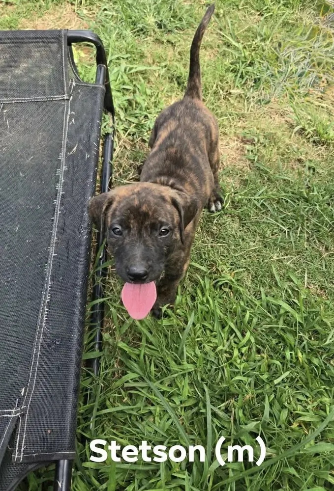Stetson 'bama Bunch - Pit Bull Terrier