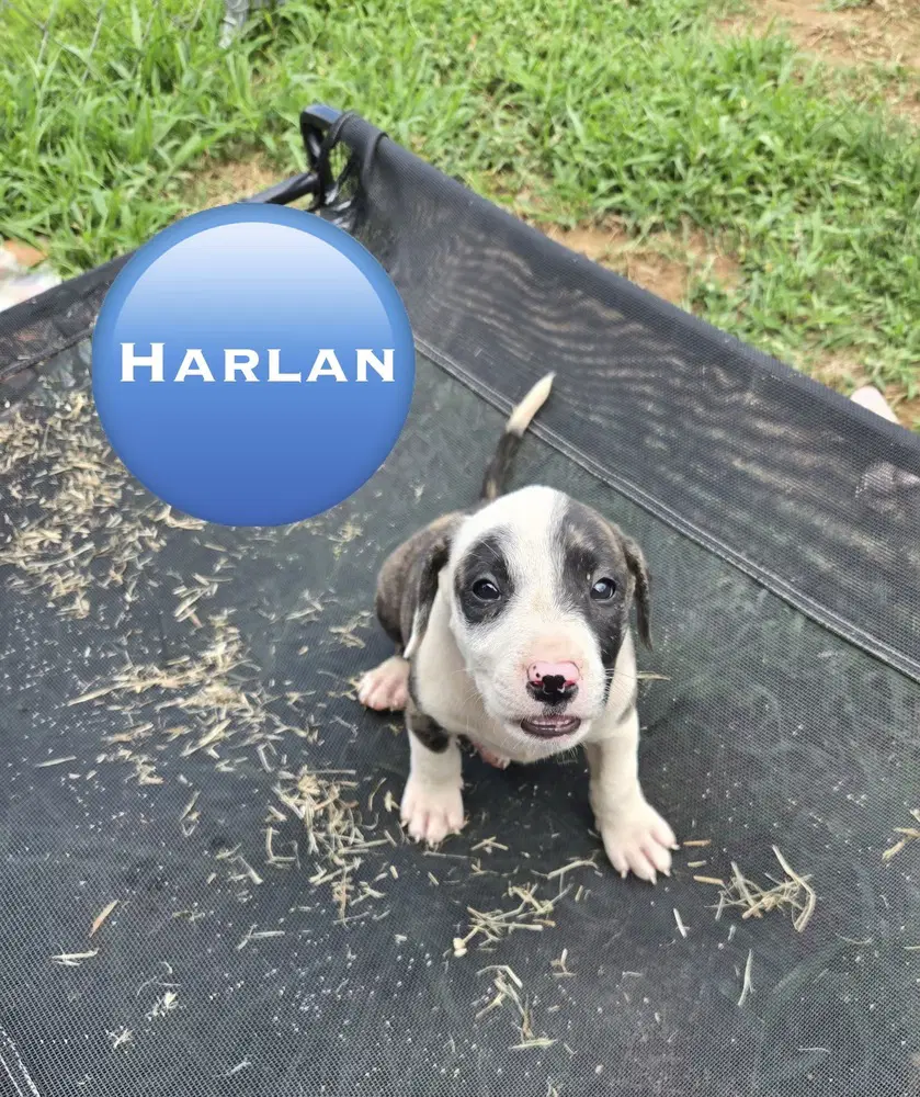 Harlan 'bama Bunch - Pit Bull Terrier