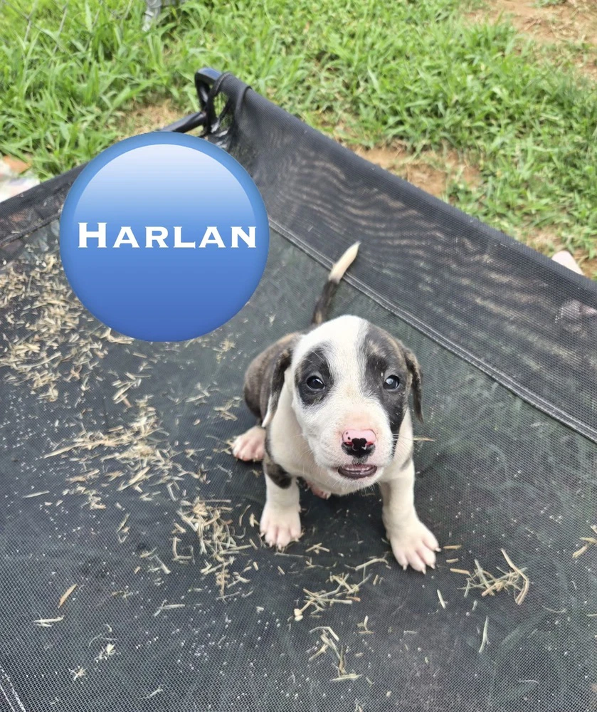 Harlan 'bama Bunch