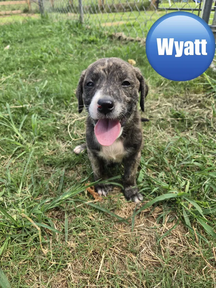 Wyatt 'bama Bunch image 1