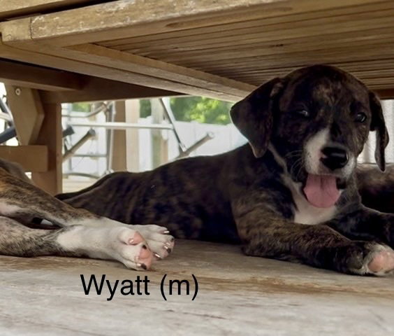 Wyatt ('Bama Bunch 2026), dog