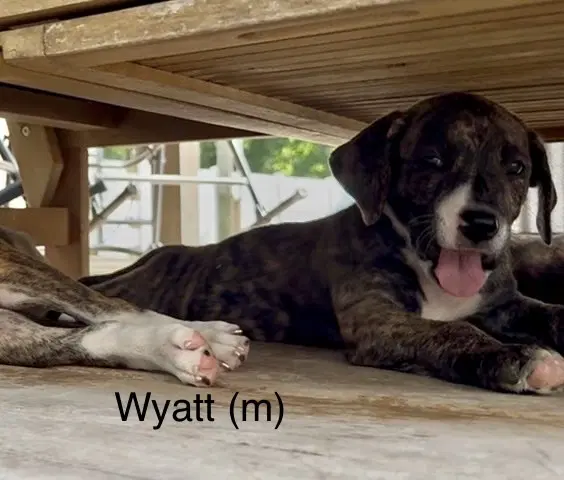 Wyatt 'bama Bunch - Pit Bull Terrier