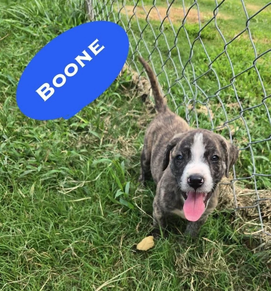 Boone 'bama Bunch