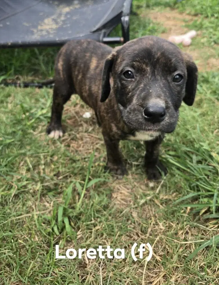 Loretta 'bama Bunch - Pit Bull Terrier