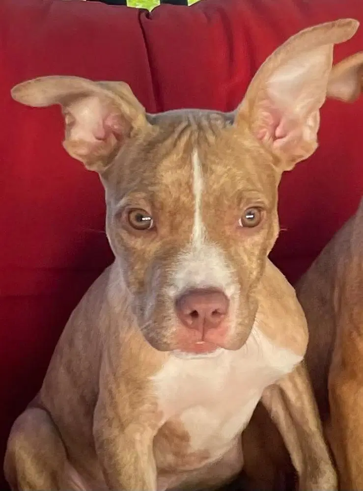 Louise - Pit Bull Terrier