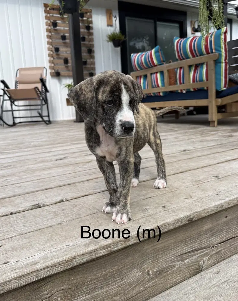 Boone 'bama Bunch image 1