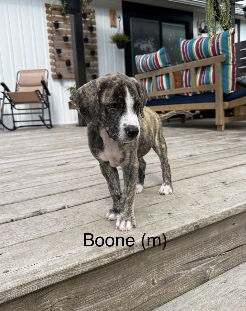 Boone 'bama Bunch