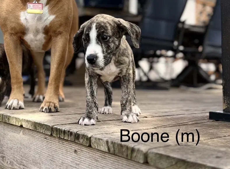 Boone 'bama Bunch image 2