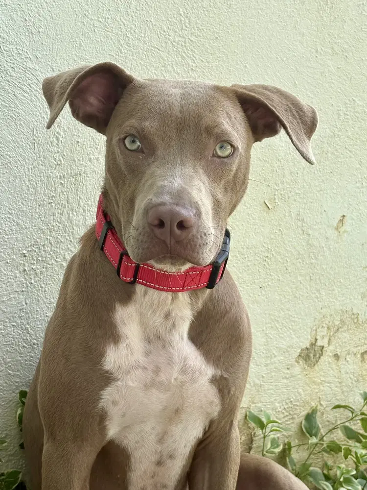 Howdy - Pit Bull Terrier