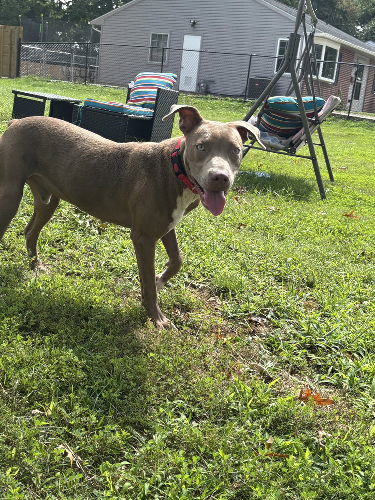 Howdy, Pit Bull Terrier