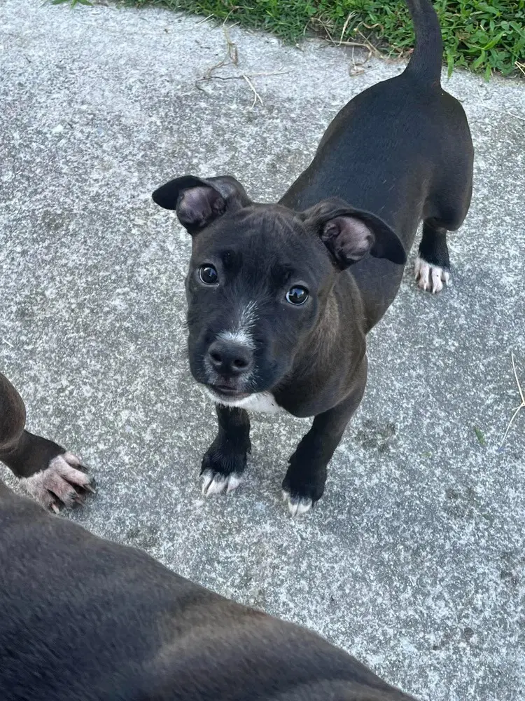 Lisa Simpsons - Pit Bull Terrier