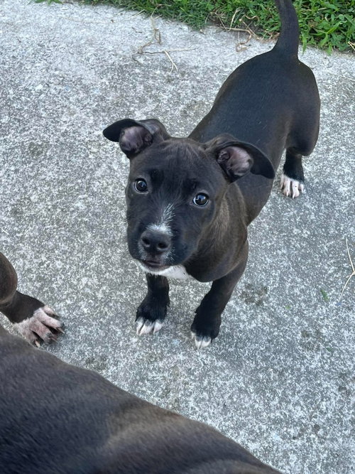 picture of the dog needing adoption