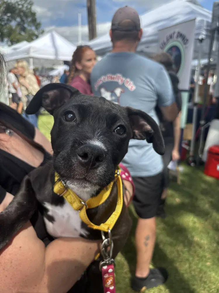 Lisa Simpsons - Pit Bull Terrier