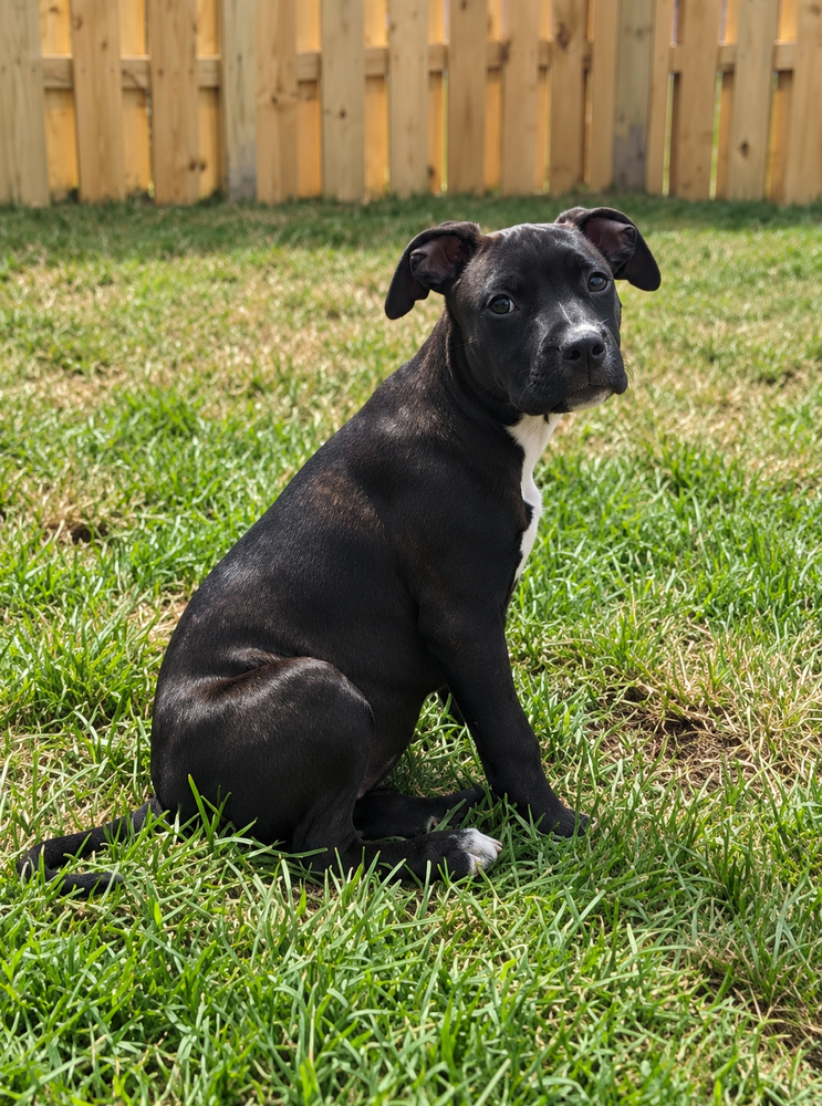 Lisa (Simpsons 3), Pit Bull Terrier