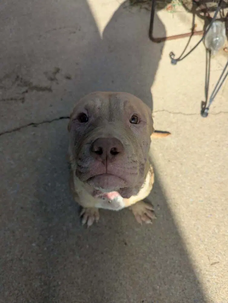 Frankie Omalley - Pit Bull Terrier