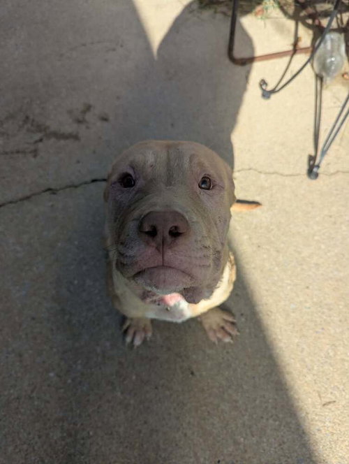 picture of the dog needing adoption
