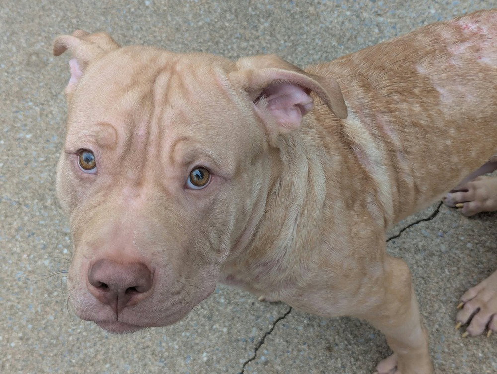 Frankie OâMalley (2026), Pit Bull Terrier