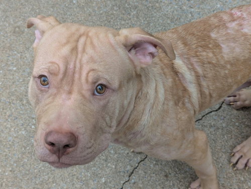 Frankie OâMalley (2026), a dog for adoption from Don't Bully Us Rescue