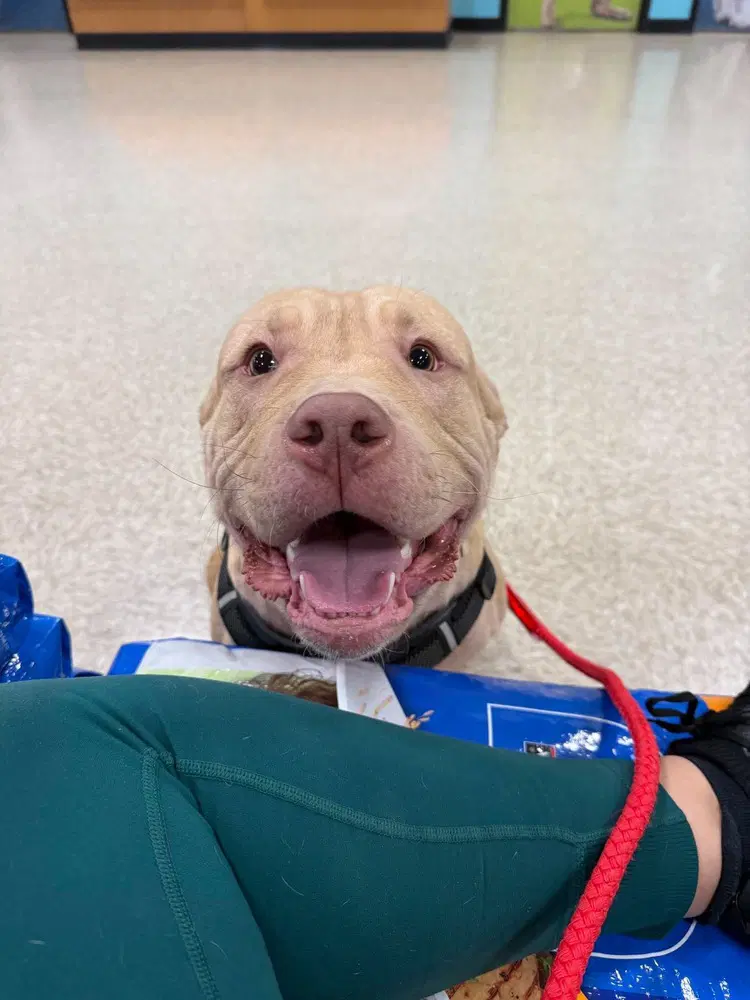 Frankie Omalley - Pit Bull Terrier
