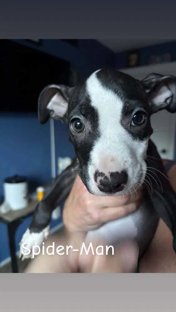 Spider-Man Marvel - Pit Bull Terrier