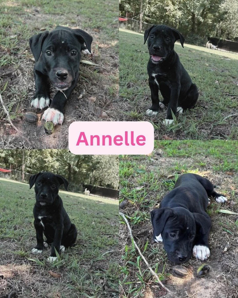 Annelle (corso crew 2026), dog — photo 1 of 1