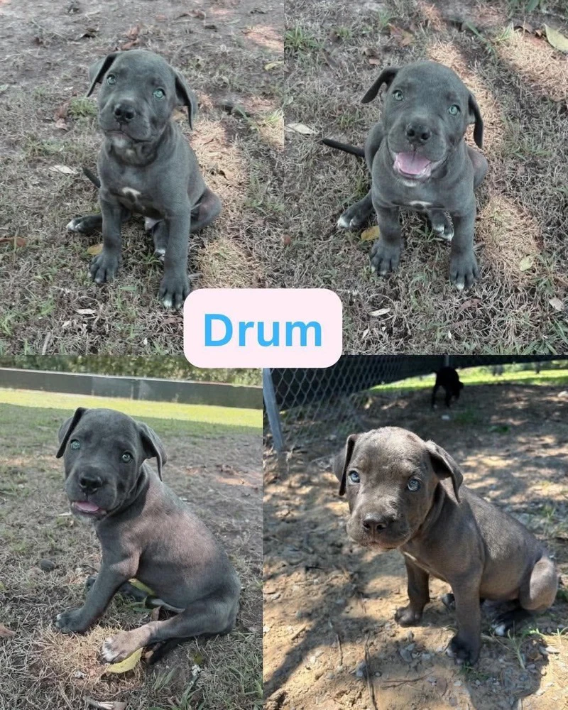 Drum Corso Crew