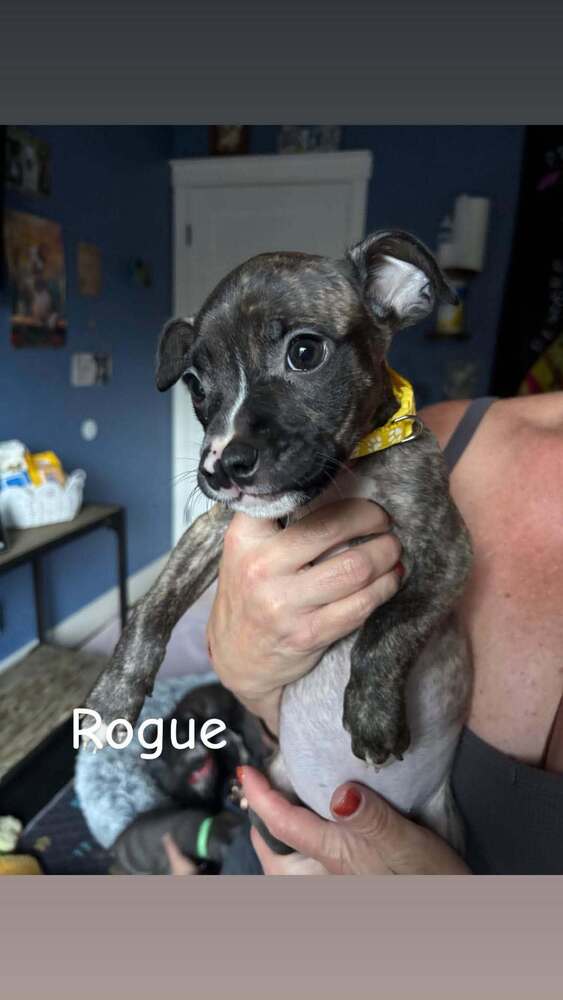 Rogue (Marvel 7), dog — photo 1 of 1