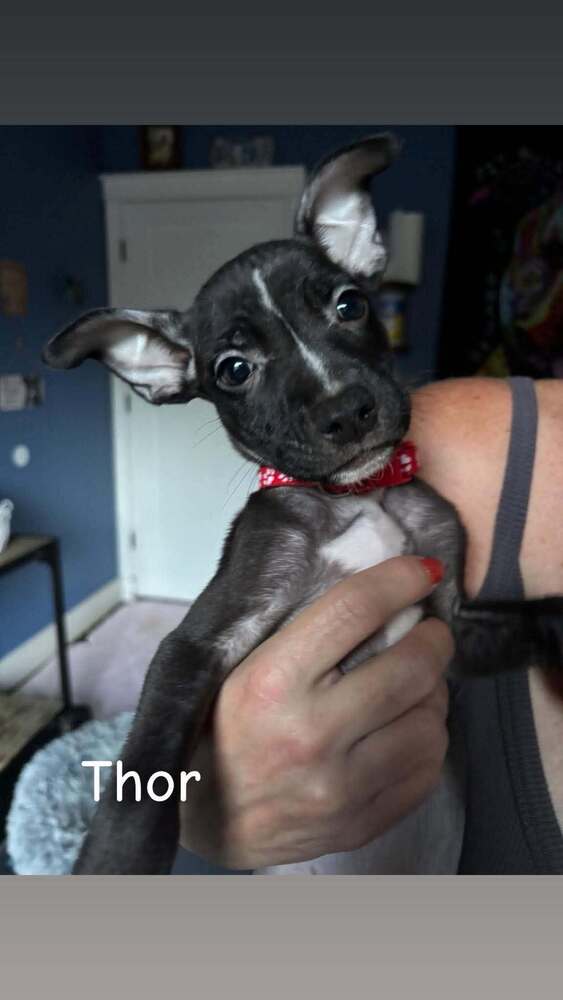 Thor (Marvel 7), dog — photo 1 of 1