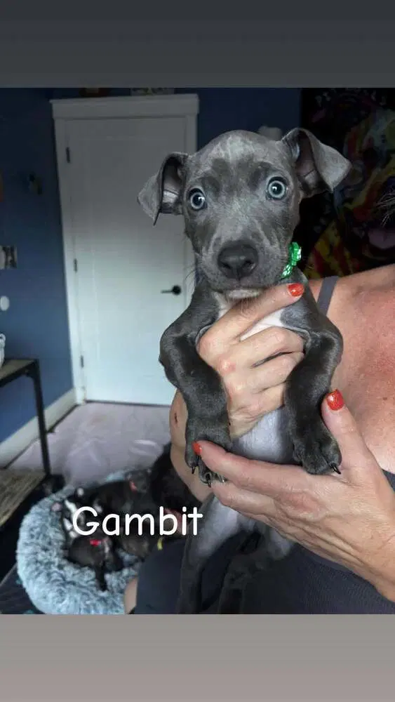 Gambit Marvel - Pit Bull Terrier
