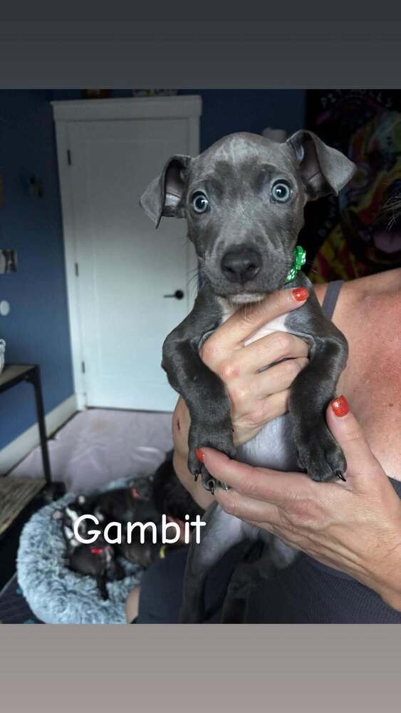 Gambit Marvel