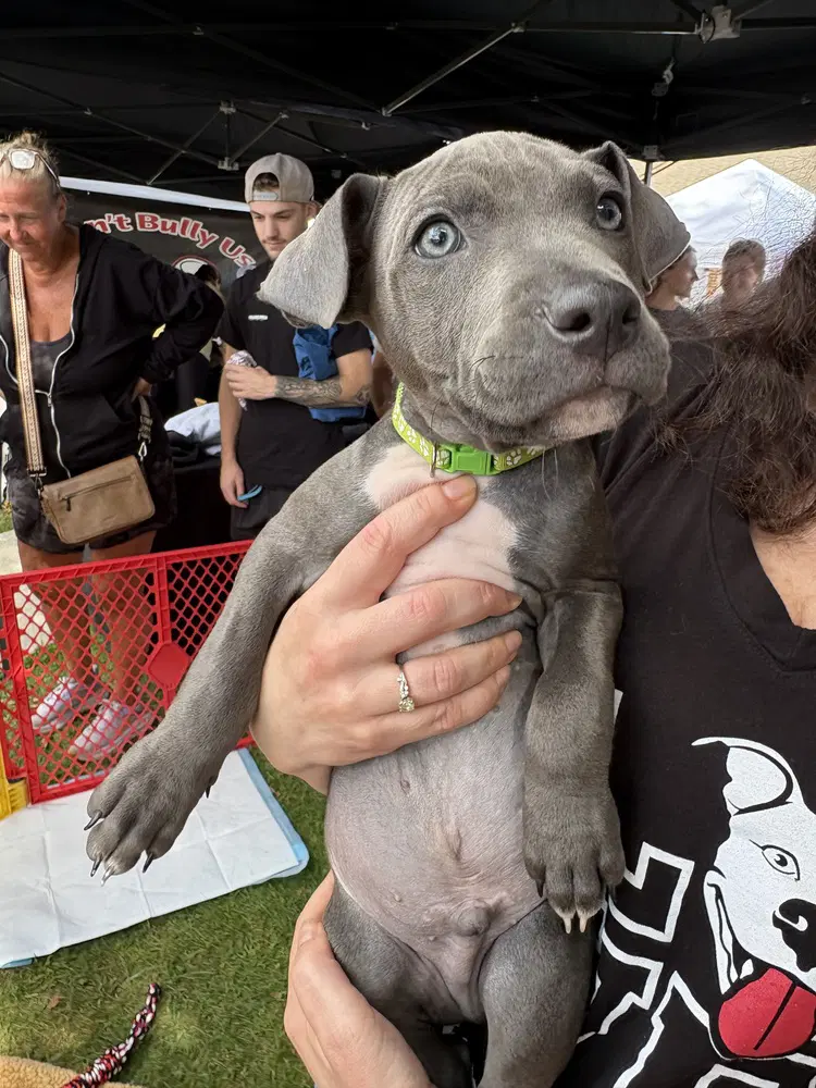 Gambit Marvel - Pit Bull Terrier