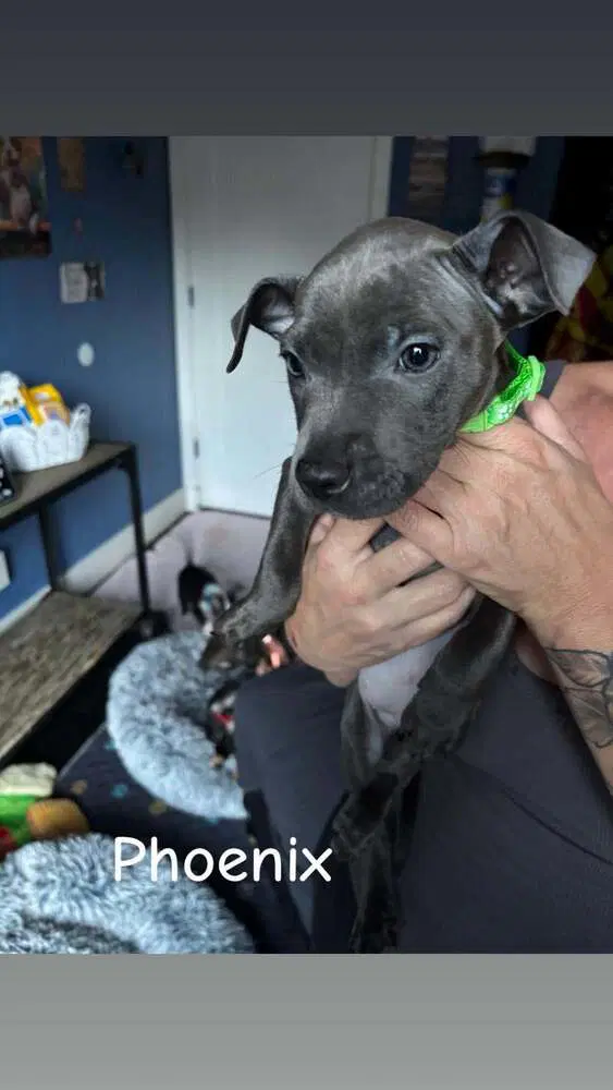 Phoenix Marvel - Pit Bull Terrier
