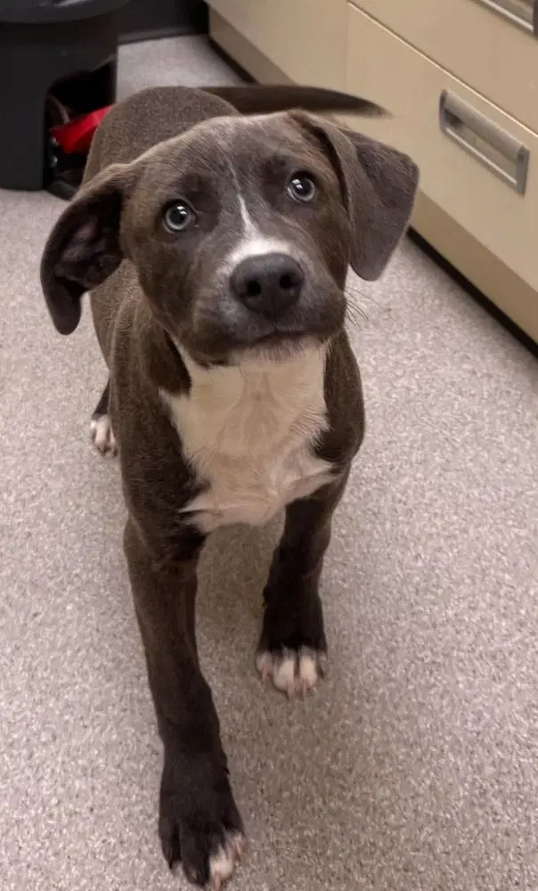 Onyx - Pit Bull Terrier