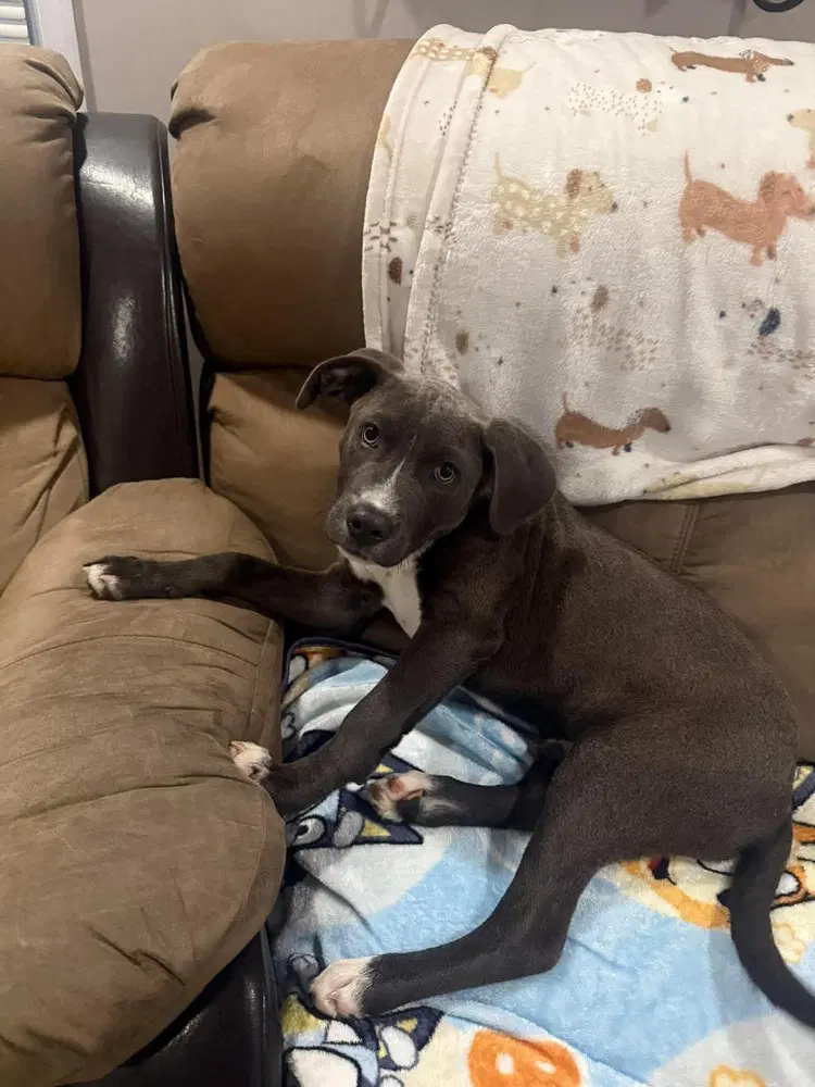 Onyx - Pit Bull Terrier