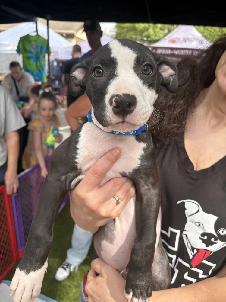 Spider-Man Marvel - Pit Bull Terrier