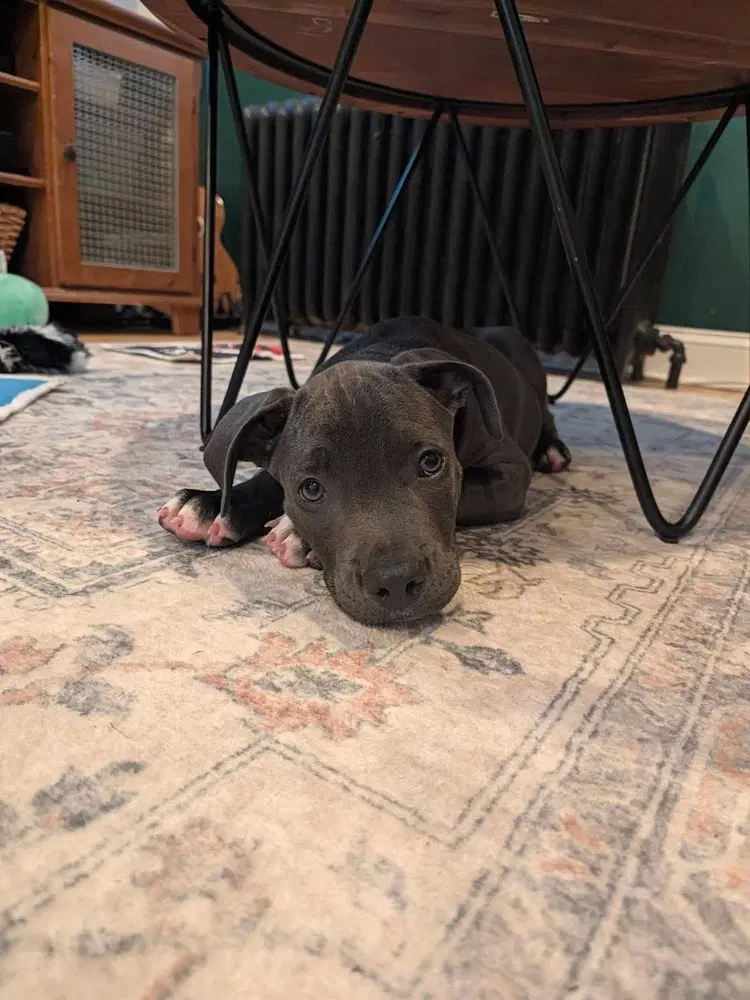 Spud Corso Crew - Pit Bull Terrier