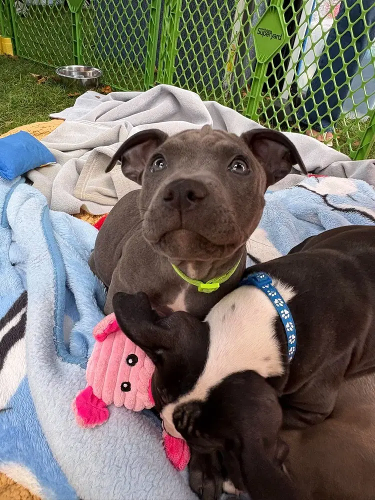 Phoenix Marvel - Pit Bull Terrier