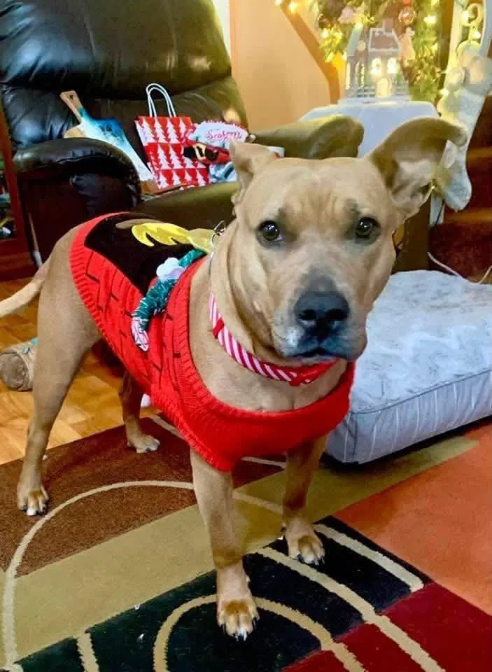 Coco Mom Of Ten Litter - Pit Bull Terrier