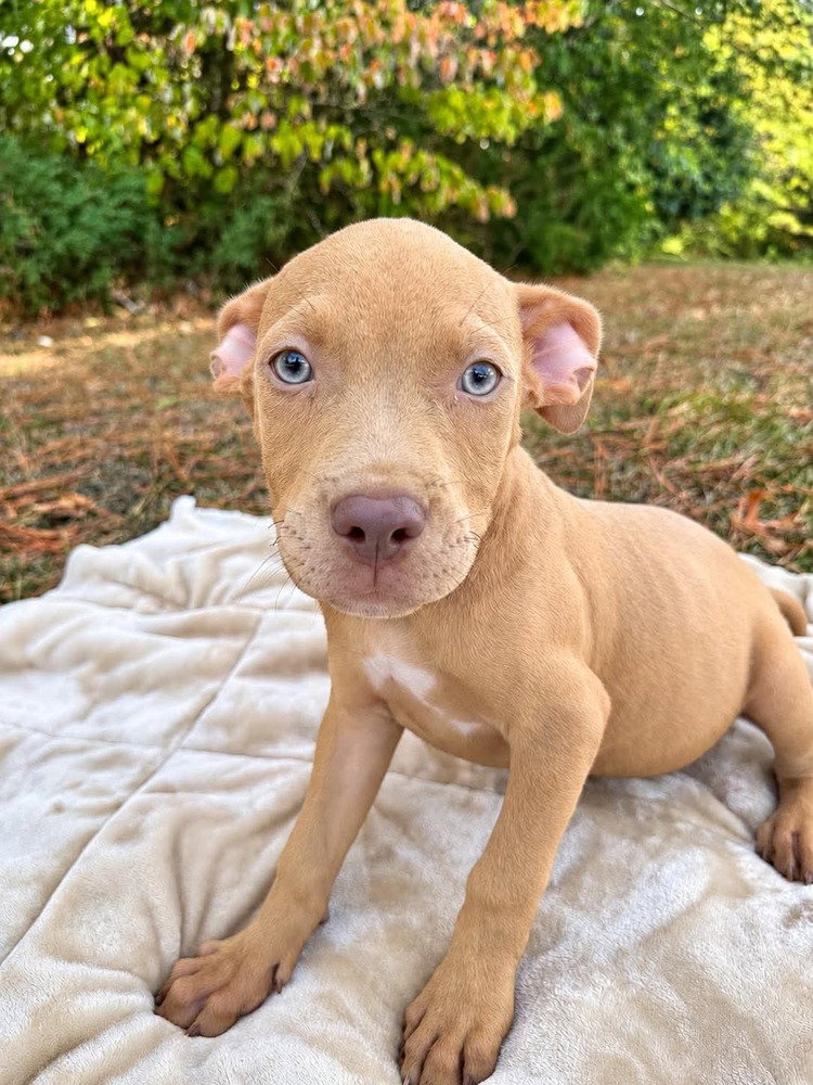 Tater Tot (2026), Pit Bull Terrier