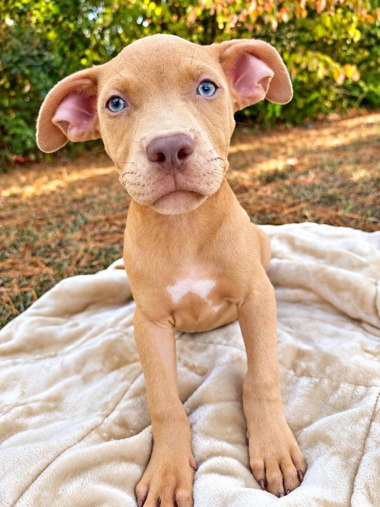 Tater Tot (2026), Pit Bull Terrier